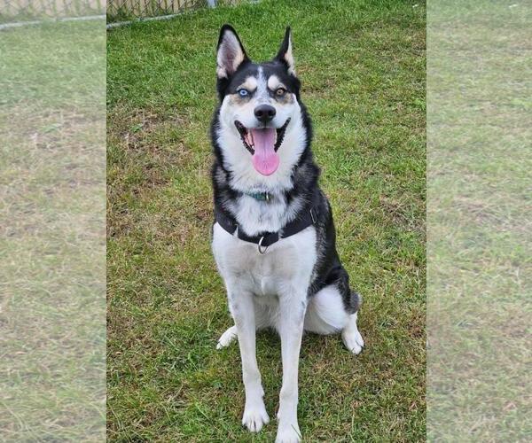 Medium Photo #1 Siberian Husky-Unknown Mix Puppy For Sale in Plover, WI, USA