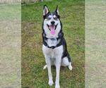 Presley - Male Siberian Husky-Unknown Mix Dog for Adoption - Small photo