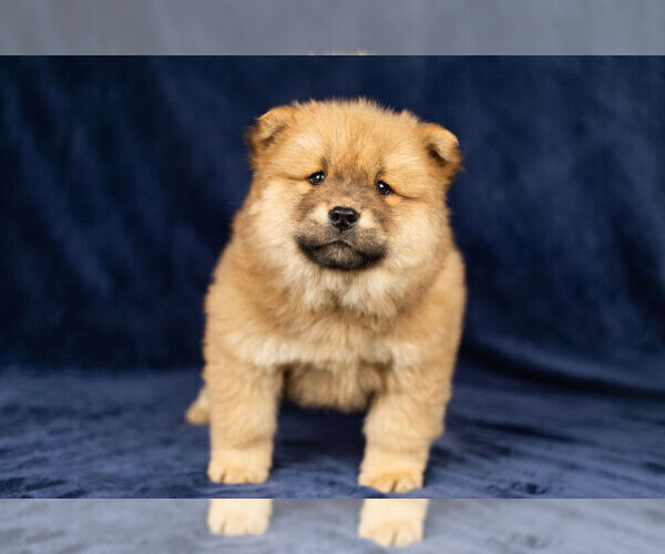 Full screen Photo #9 Chow Chow Puppy For Sale in NAPPANEE, IN, USA
