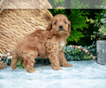 Small Photo #11 Cavapoo Puppy For Sale in KIRKWOOD, PA, USA