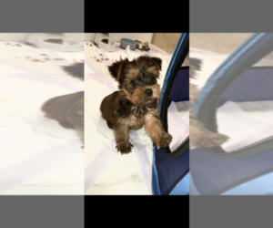 Yorkshire Terrier Puppy for sale in WILDOMAR, CA, USA