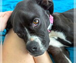 Small #3 Boxer