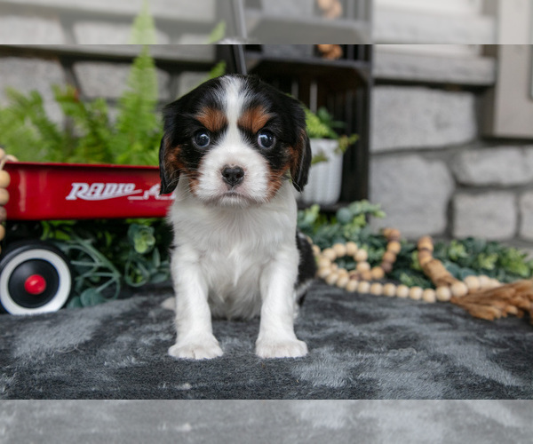 Medium Photo #3 Cavalier King Charles Spaniel Puppy For Sale in NARVON, PA, USA