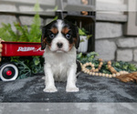 Small Photo #25 Cavalier King Charles Spaniel Puppy For Sale in NARVON, PA, USA