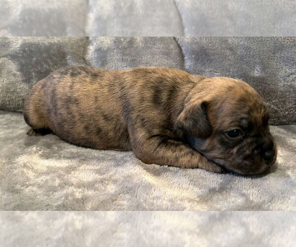 Medium Photo #3 French Bulldog-Unknown Mix Puppy For Sale in Lake Forest, CA, USA