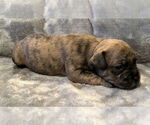 Small #2 French Bulldog Mix