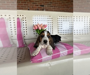 Basset Hound Puppy for sale in LUMBERTON, NC, USA