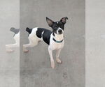 Small Rat Terrier Mix
