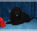 Small Photo #3 Cavapoo Puppy For Sale in BARNESVILLE, KS, USA