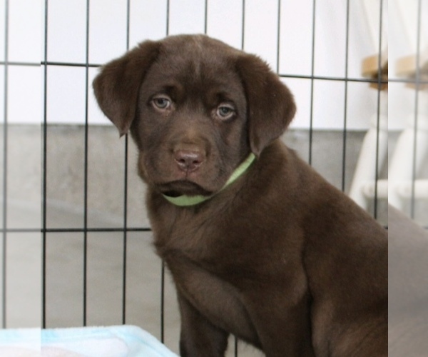 Medium Photo #1 Labrador Retriever Puppy For Sale in BARNEVELD, WI, USA