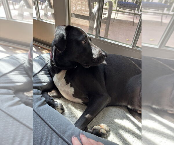 Medium Photo #2 Mutt Puppy For Sale in Elmsford, NY, USA