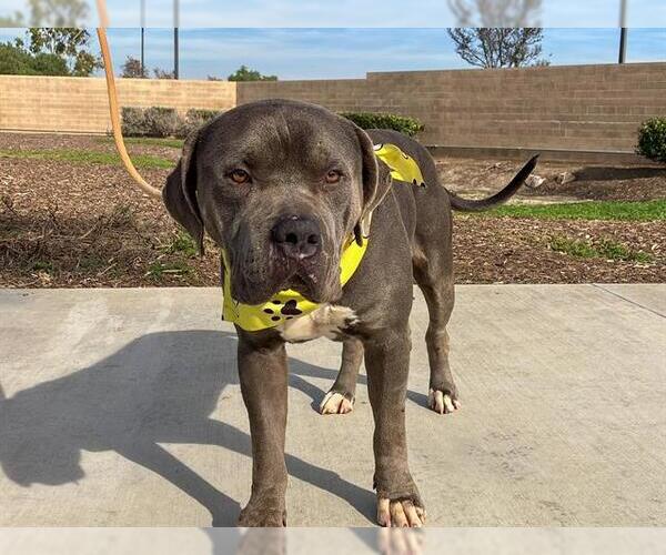 Medium Photo #1 Mutt Puppy For Sale in Orange, CA, USA