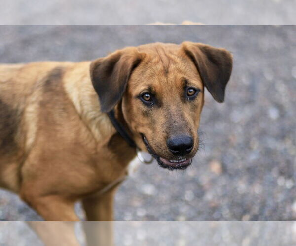 Medium Photo #2 Coonhound-Labrador Retriever Mix Puppy For Sale in Webster, WI, USA