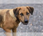 Small #1 Coonhound-Labrador Retriever Mix