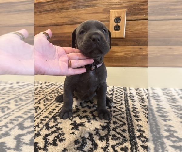 Medium Photo #3 Cane Corso Puppy For Sale in BARBOURSVILLE, VA, USA