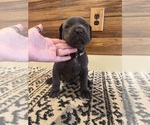 Small Photo #47 Cane Corso Puppy For Sale in BARBOURSVILLE, VA, USA
