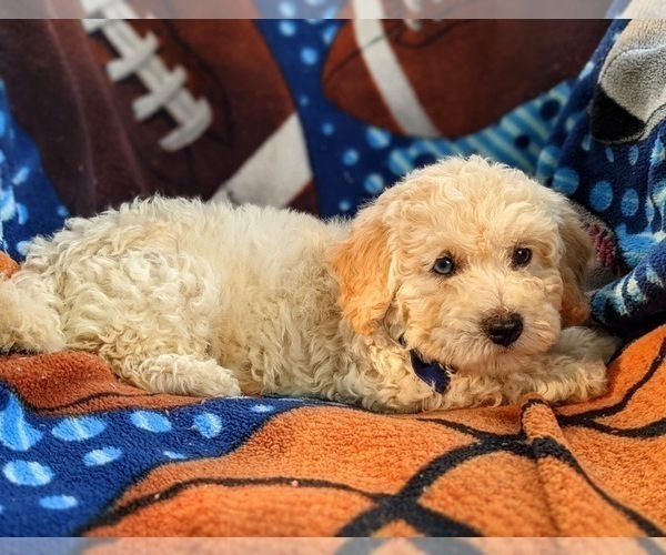 Medium Photo #3 Bichpoo-Poodle (Miniature) Mix Puppy For Sale in LINCOLN UNIV, PA, USA