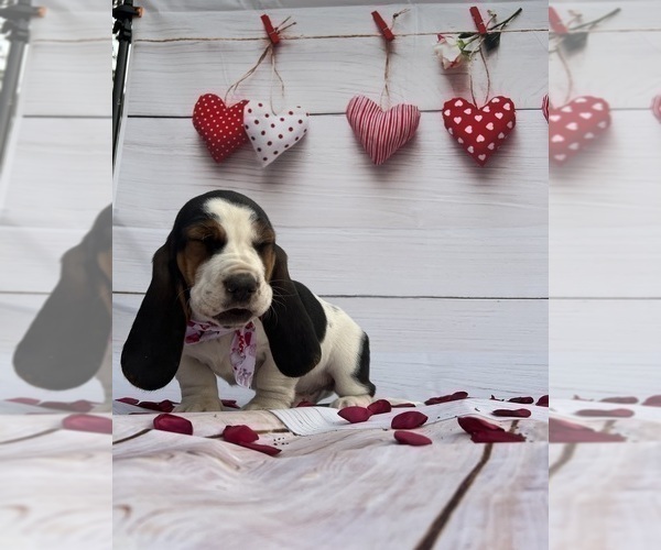 Medium Photo #1 Basset Hound Puppy For Sale in CARROLLTON, GA, USA