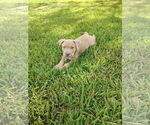 Small #1 Labrador Retriever Mix