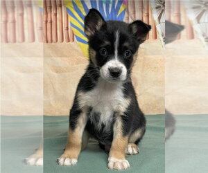 Border Collie Dogs for adoption in Lakewood, CO, USA