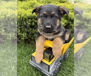 German Shepherd Dog Puppy for sale in MIDDLEBURY, IN, USA