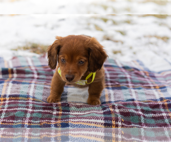 Medium Photo #3 Dachshund Puppy For Sale in BREMEN, IN, USA