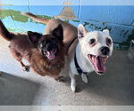 Small #3 Jack Russell Terrier Mix