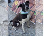 Small #3 Labrador Retriever-Red Heeler Mix