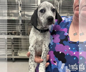 Mutt Dogs for adoption in Washington, DC, USA