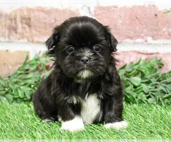 Medium Photo #3 Shih Tzu Puppy For Sale in SYRACUSE, IN, USA