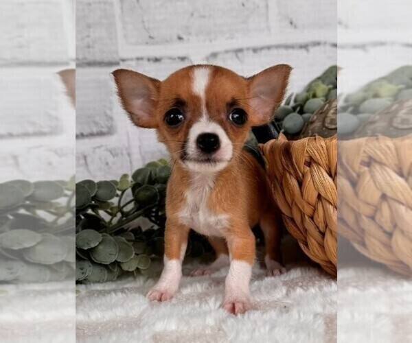 Medium Photo #22 Chihuahua Puppy For Sale in MIAMI, FL, USA
