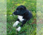 Small Photo #5 Miniature Australian Shepherd Puppy For Sale in NEOSHO, MO, USA