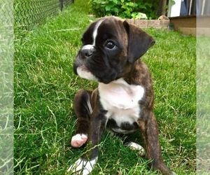 Boxer Puppy for sale in CHICAGO, IL, USA