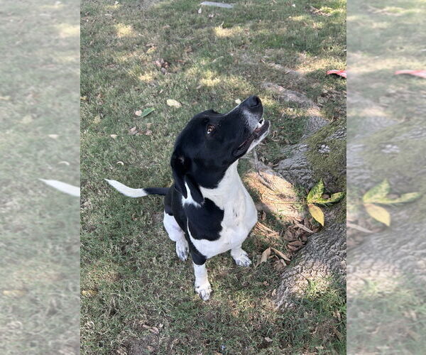 Medium Photo #4 German Shorthaired Pointer-Unknown Mix Puppy For Sale in Boston, MA, USA