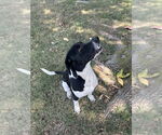 Small #3 German Shorthaired Pointer Mix