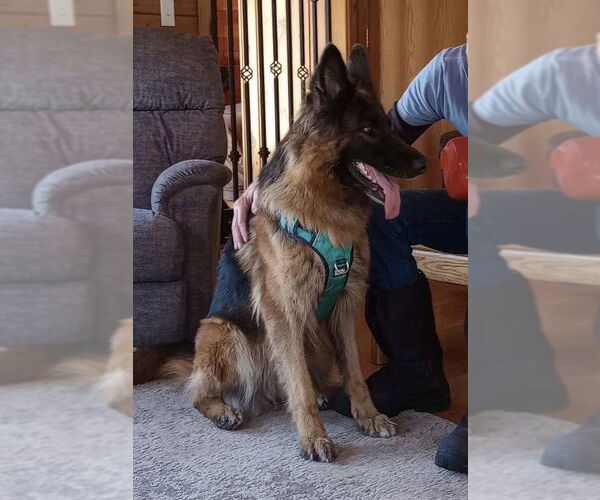 Medium Photo #7 German Shepherd Dog-Unknown Mix Puppy For Sale in Webster, WI, USA