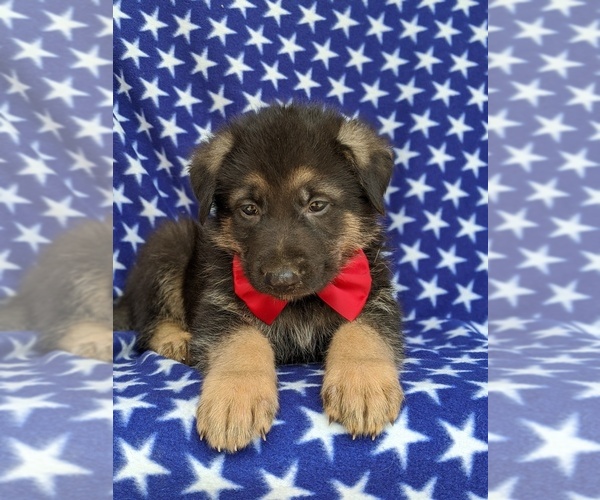 Medium Photo #6 German Shepherd Dog Puppy For Sale in KIRKWOOD, PA, USA