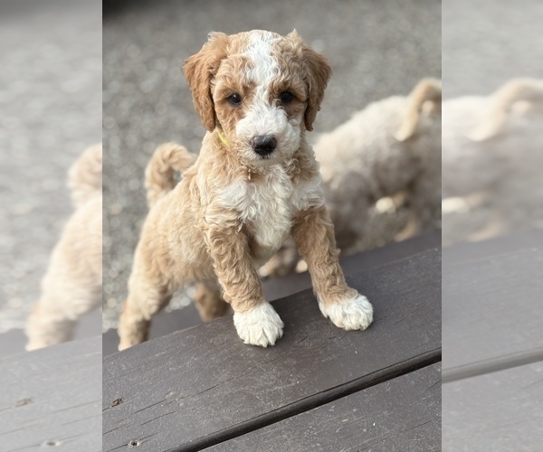 Medium Photo #6 Goldendoodle (Miniature) Puppy For Sale in SAINT MARYS, KS, USA