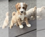 Small #5 Goldendoodle (Miniature)