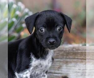 Jack Russell Terrier-Unknown Mix Dogs for adoption in San Diego, CA, USA