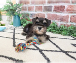 Small #3 Schnauzer (Miniature)