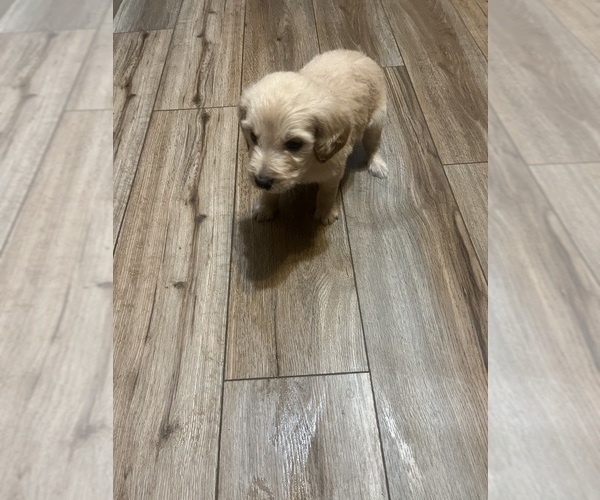 Medium Photo #21 Goldendoodle Puppy For Sale in LASCASSAS, TN, USA