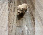 Small Photo #21 Goldendoodle Puppy For Sale in LASCASSAS, TN, USA