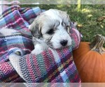 Small Photo #2 Havachon Puppy For Sale in NIANGUA, MO, USA