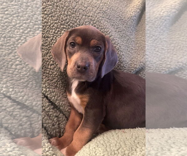 Medium Photo #4 Beagle-Unknown Mix Puppy For Sale in Pottstown, PA, USA