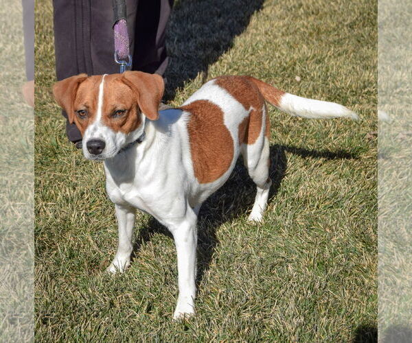Medium Photo #4 Beagle-Unknown Mix Puppy For Sale in Huntley, IL, USA