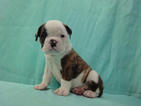 Small Photo #1 Bulldog Puppy For Sale in RICHMOND, VA, USA