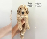 Puppy Puppy 3 Tater Bernedoodle