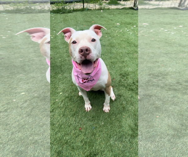 Medium Photo #3  Puppy For Sale in , 