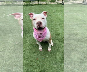 American Bulldog-Unknown Mix Dogs for adoption in Calhoun, GA, USA